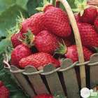 Plants de fraisiers 'Gariguette' bio : barquette de 4 plants